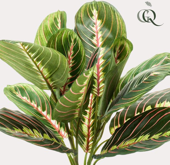 Marantha Riscada Kunstplant - Marantha Fascinator - 10 gebodenplant - 30 cm | bol