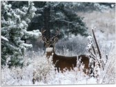 WallClassics - Tuinposter – Klein Hert met Gewei in Sneeuwbos met Bomen - 80x60 cm Foto op Tuinposter (wanddecoratie voor buiten en binnen)