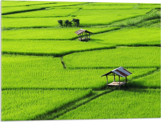 Acrylglas - Houten Hutjes in Grote Groene Rijstvelden in Vietnam - 80x60 cm Foto op Acrylglas (Met Ophangsysteem)