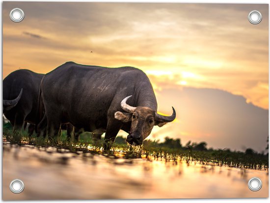 WallClassics - Poster de jardin - Regardant un bison sur Waterplas dans un paysage avec coucher de soleil - 40 x 30 cm Photo sur poster de jardin (décoration murale pour l'extérieur et l'intérieur)