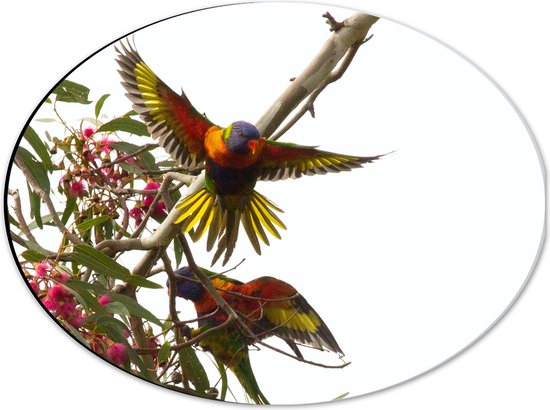 Dibond Ovaal - Tropische Vogels op Roze Bloementak - 40x30 cm Foto op Ovaal (Met Ophangsysteem)