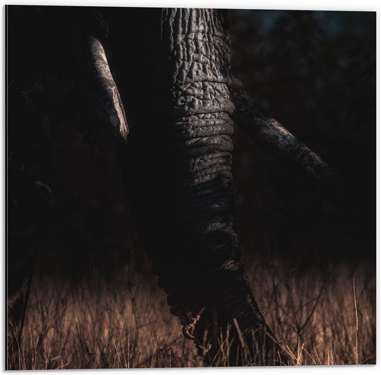 Dibond - Donkere Slurf van Olifant in Riet - 50x50 cm Foto op Aluminium (Met Ophangsysteem)