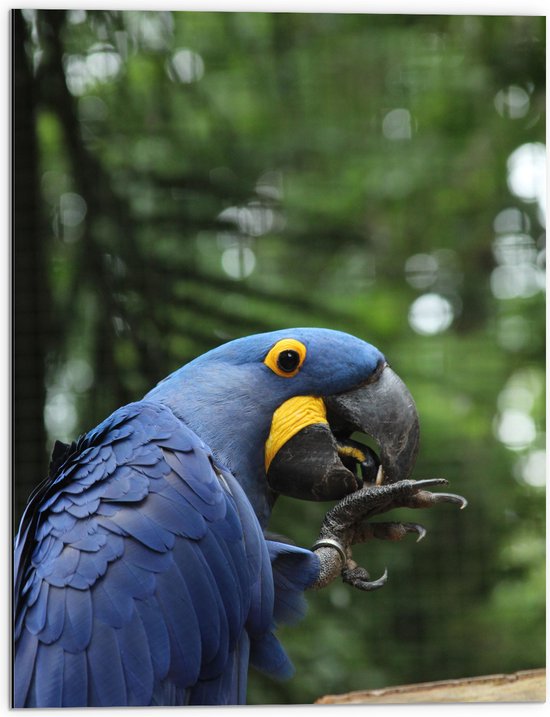 Dibond - Blauwe Papagaai met Geel Oog - 60x80 cm Foto op Aluminium (Wanddecoratie van metaal)