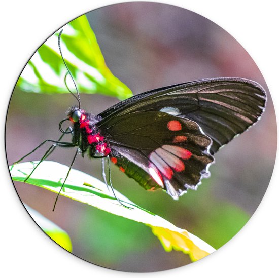 Dibond Muurcirkel - Parides Photinus Vlinder op Blad van Groene Plant - 70x70 cm Foto op Aluminium Muurcirkel (met ophangsysteem)