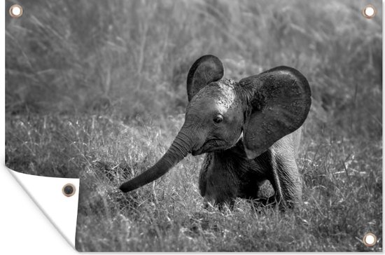 Tuindecoratie Baby olifant in het gras - zwart wit - 60x40 cm - Tuinposter - Tuindoek - Buitenposter