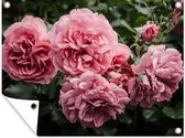 Tuinschilderij Roze - Bloemen - Rozen - 80x60 cm - Tuinposter - Tuindoek - Buitenposter