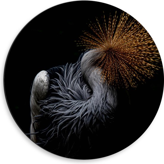 WallClassics - Dibond Muurcirkel - Grijze Kroonkraanvogel op Zwarte Achtergrond - 50x50 cm Foto op Aluminium Muurcirkel (met ophangsysteem)