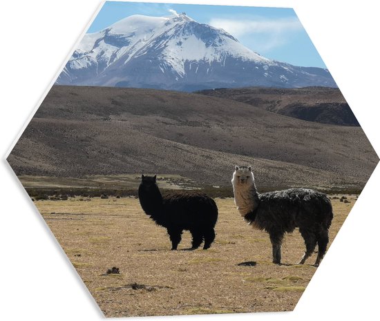 WallClassics - PVC Schuimplaat Hexagon - Lama's in een Berglandschap - 50x43.5 cm Foto op Hexagon (Met Ophangsysteem)