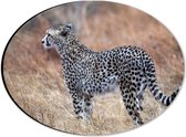 Dibond Ovaal - Wegkijkende Cheetah in Afrikaans Landschap - 28x21 cm Foto op Ovaal (Met Ophangsysteem)