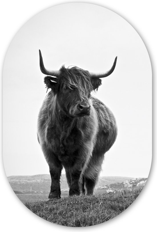 Ovale mural - Décoration murale murale en plastique - Peinture ovale - Animaux - Highlander écossais - Zwart et blanc - Nature - Rural - 40x60 cm - Forme miroir ovale sur plastique