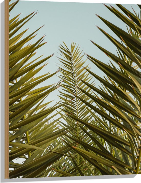WallClassics - Hout - Palmboom Planten met Blauwe Lucht - 60x80 cm - 12 mm dik - Foto op Hout (Met Ophangsysteem)