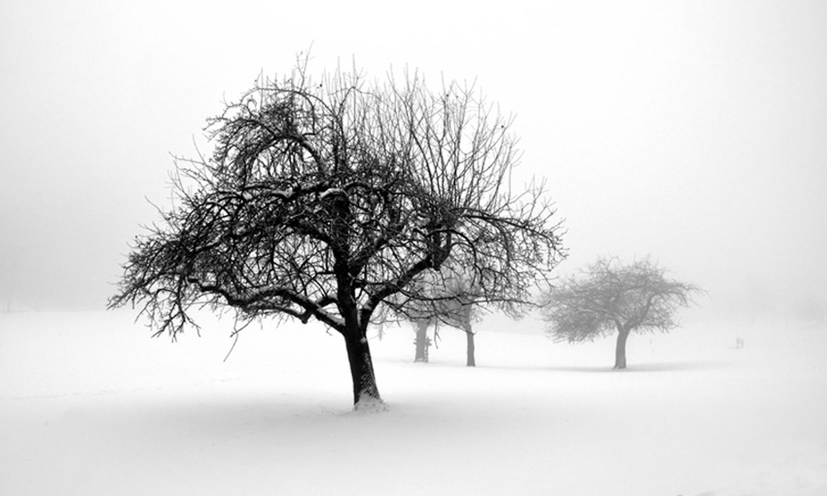 Fotobehang - winter - trees.
