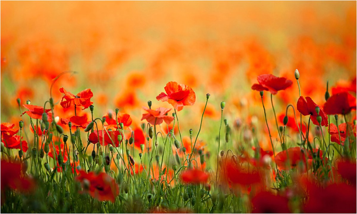 Fotobehang - Papavers in glanzend zomerdag.