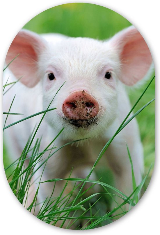 Mur Ovale - Décoration murale Plastique - Tableau Ovale - Cochon - Animaux - Cochon - 80x120 cm - Forme miroir ovale sur plastique