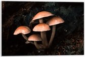 WallClassics - PVC Schuimplaat - Groepje Paddenstoelen - 60x40 cm Foto op PVC Schuimplaat (Met Ophangsysteem)