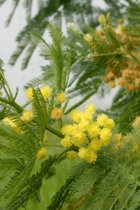 Jonge Mimosa boom | Acacia dealbata | 100-150cm hoogte