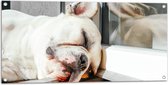 WallClassics - Tuinposter – Slapende Hond in het Raamkozijn - 100x50 cm Foto op Tuinposter  (wanddecoratie voor buiten en binnen)