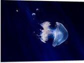 WallClassics - Dibond - Witte Kwal onder Blauw Water - 80x60 cm Foto op Aluminium (Met Ophangsysteem)