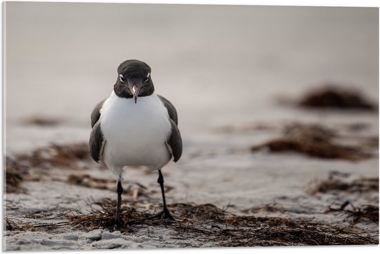 WallClassics - Acrylglas - Wit met Zwarte Vogel - 75x50 cm Foto op Acrylglas (Met Ophangsysteem)