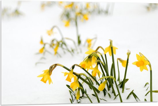 WallClassics - Acrylglas - Gele Narcissen Bloemetjes in de Sneeuw - 90x60 cm Foto op Acrylglas (Met Ophangsysteem)