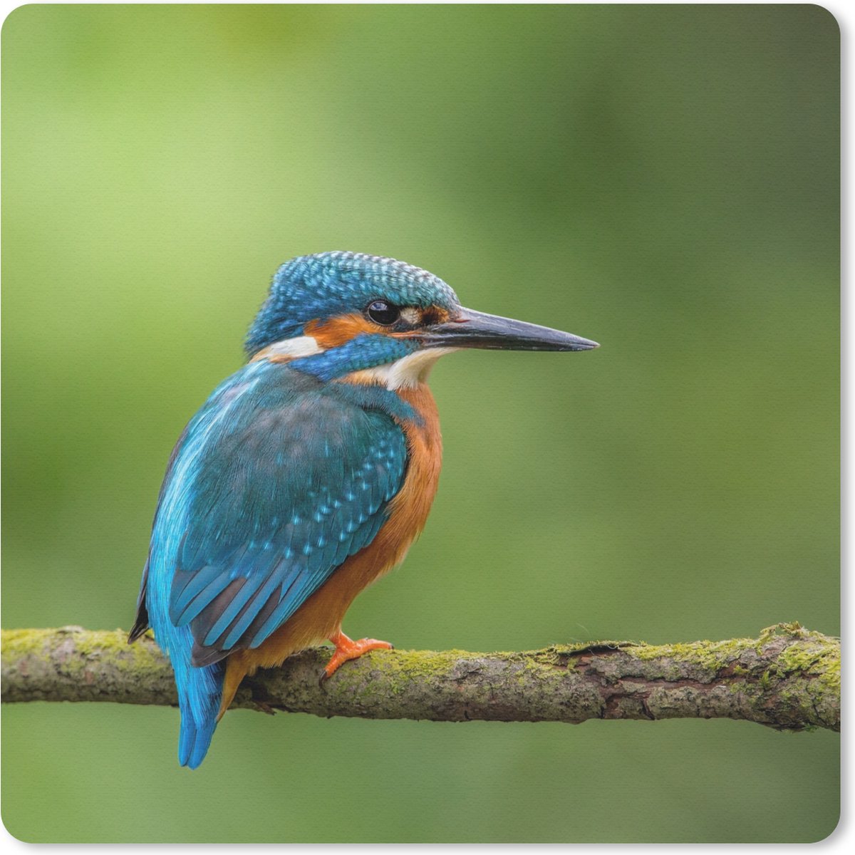 Muismat 20x20 cm - Mousepad IJsvogel - Tak - Mos - Vogel - Groen - Muismatten