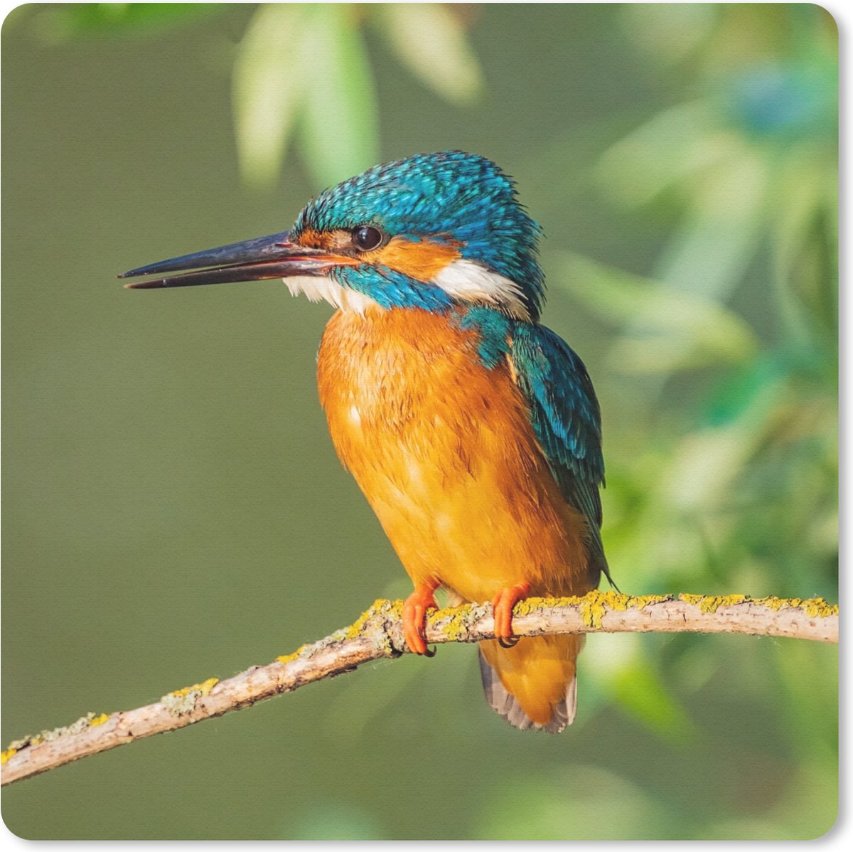 Muismat 30x30 cm - Mousepad Vogel - IJsvogel - Tak - Bladeren - Mos - Muismatten