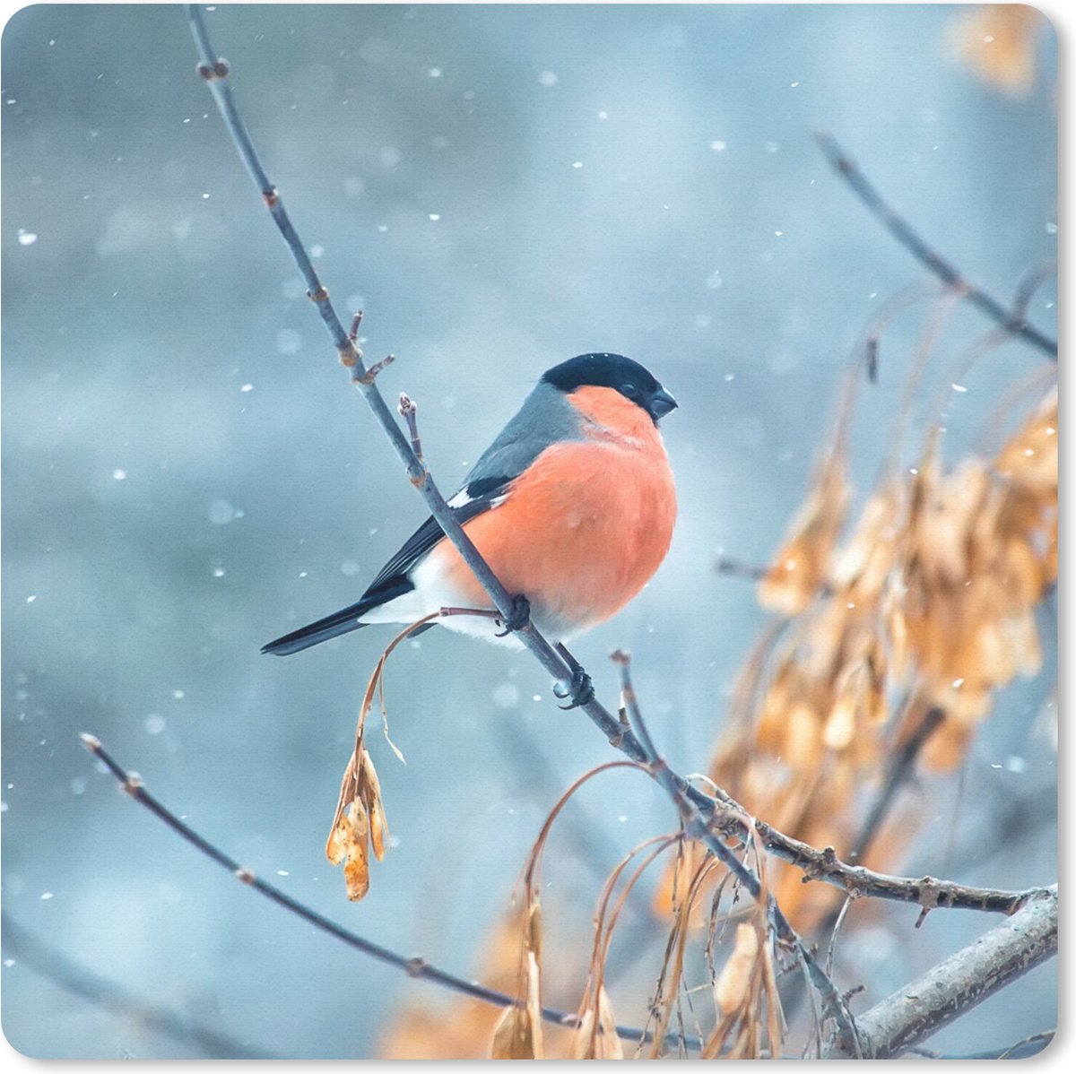 Muismat 20x20 cm - Mousepad Roodborstje - Vogel - Sneeuw - Herfstbladeren - Muismatten