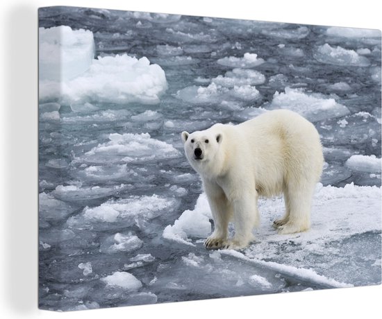 Ijsbeer op Spitsbergen Canvas 30x20 cm - Foto print op Canvas schilderij (Wanddecoratie)