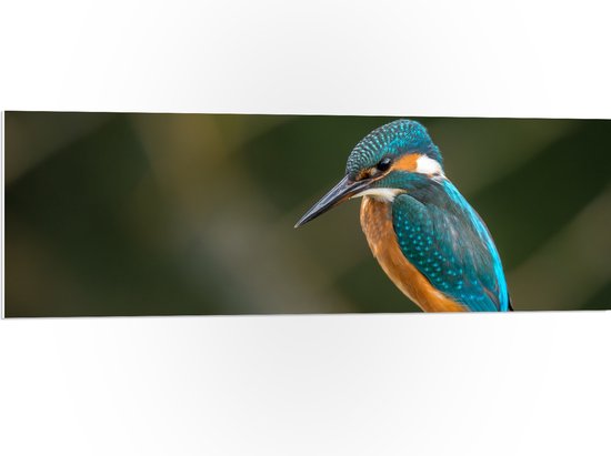 WallClassics - PVC Schuimplaat- Ijsvogel op een Tak - 120x40 cm Foto op PVC Schuimplaat