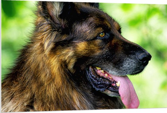 WallClassics - PVC Schuimplaat - Uitgeputte Shepherd Hond - 120x80 cm Foto op PVC Schuimplaat (Met Ophangsysteem)