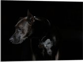 WallClassics - Acrylglas - Zwarte Hond met Donkere Achtergrond - 80x60 cm Foto op Acrylglas (Met Ophangsysteem)