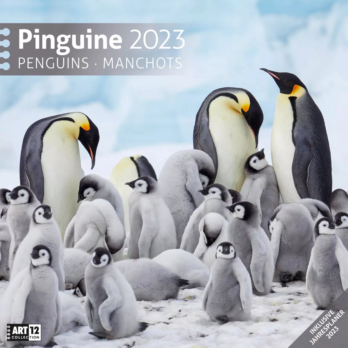 Pinguine 2023 Broschürenkalender