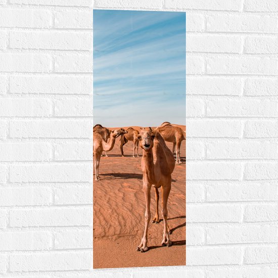 WallClassics - Muursticker - Kudde Dromedarissen in de Woestijn - 30x90 cm Foto op Muursticker