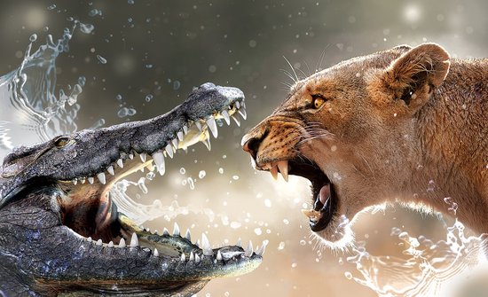Un crocodile et une lionne se font face, gueules ouvertes et dents acérées.