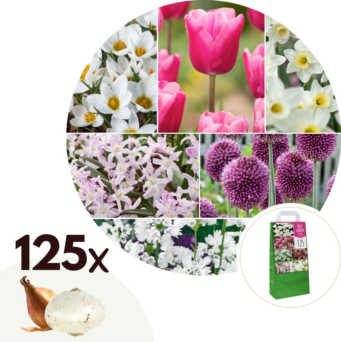Plant in a Box - Bulb Garden Pink - 125x Bollen Mix - Narcis, Allium, Krokus, Tulp - Bloembollen voor Tuin, Terras of Balkon