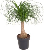Plant in a Box - Beaucarnea recurvata - Bijzondere kamerplant met robuuste stam - Olifantspoot - Pot 21cm - Hoogte 60-70cm