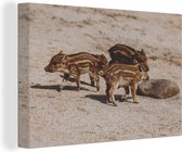 Canvas Schilderij Baby - Zwijnen - Wild - 30x20 cm - Wanddecoratie