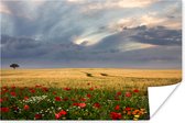 Poster Bloemen - Tarwe - Wolken - 30x20 cm