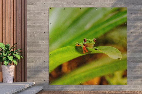 Poster Jardin Grenouille macaque aux yeux rouges entre les feuilles au Costa Rica - 200x200 cm - Toile jardin - Poster extérieur
