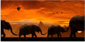 WallClassics - Poster (Mat) - Olifanten Stoet bij Zonsondergang - 100x50 cm Foto op Posterpapier met een Matte look