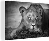 Canvas - Wilde dieren - Leeuw - Natuur - Zwart - Wit - Woonkamer - 120x80 cm - Muurdecoratie - Schilderijen op canvas - Canvas doek