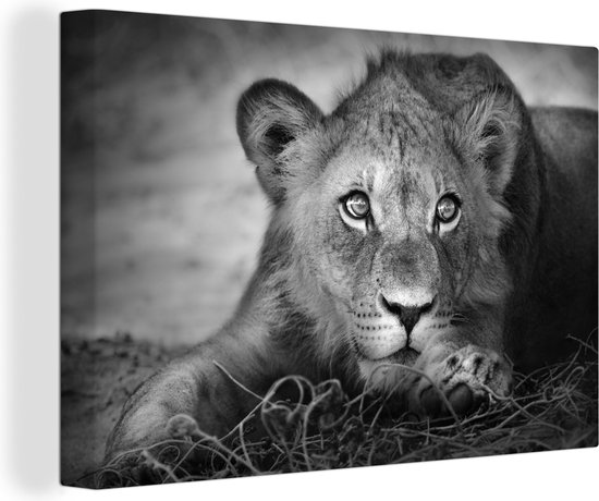 Canvas - Wilde dieren - Leeuw - Natuur - Zwart - Wit - Woonkamer - 120x80 cm - Muurdecoratie - Schilderijen op canvas - Canvas doek