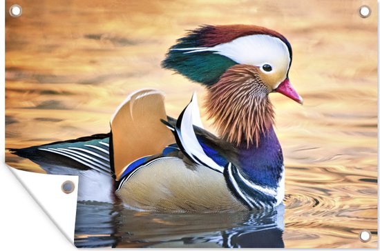 Canard mandarin dans l'eau dans le jardin d'automne affiche toile en vrac 60x40 cm - petit - toile de jardin / toile d'extérieur / Peintures pour l'extérieur (décoration de jardin)