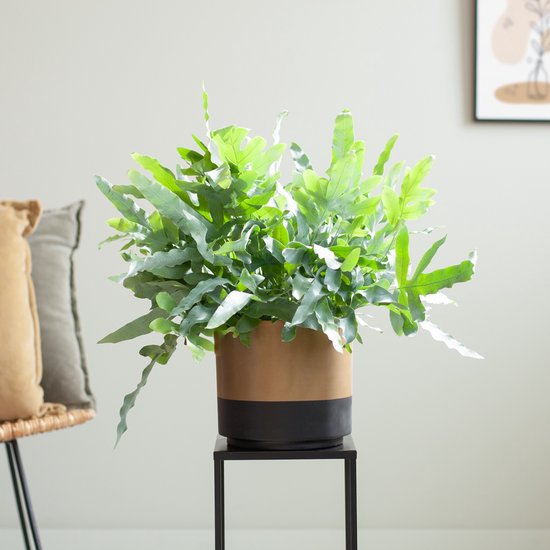 Phlebodium – Blauwvaren – Hoogte 45cm