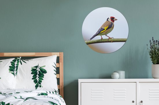 Un pinson coloré sur une branche Cercle mural aluminium ⌀ 60 cm - impression photo sur cercle mural / cercle vivant / cercle de jardin (décoration murale)