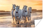 Poster Paarden - Water - Strand - Dieren - 90x60 cm