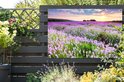 Een tuinposter van een lavendelveld bij zonsondergang, hangend aan een donkere houten schutting.