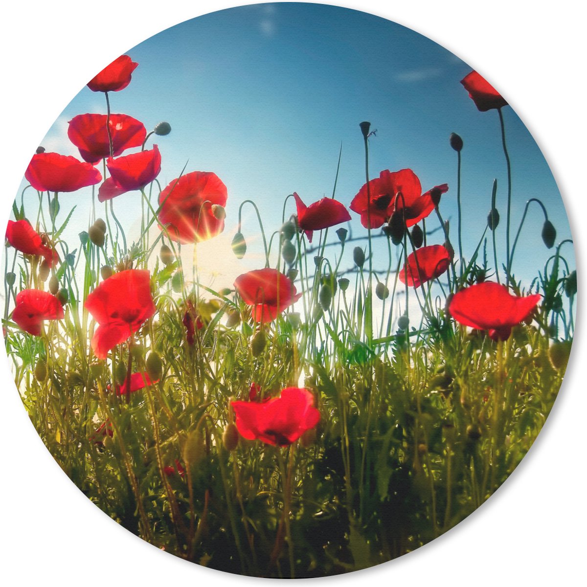 Muismat rond 50x50 cm - Mousepad Klaprozen - Toscane - Zon - Rood - Blauw - Ronde muismatten