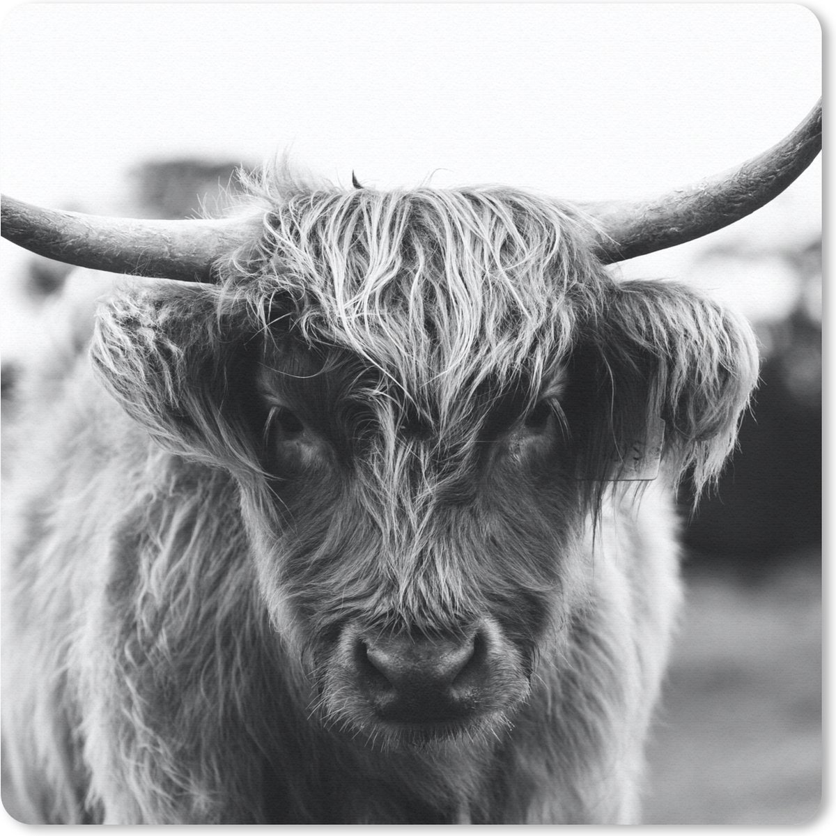 Muismat 20x20 cm - Mousepad Schotse Hooglander - Koe - Gras - Dieren - Natuur - Muismatten