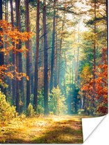 Affiche Forêt - Soleil - Nature - Automne - 60x80 cm - Décorations de Noël - Décoration de Noël pour l'intérieur - Noël
